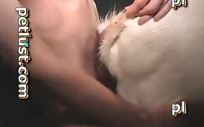 gay animal sex videos, men